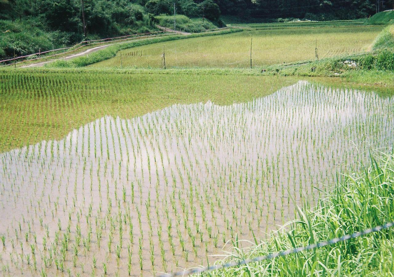 さつま町の風景